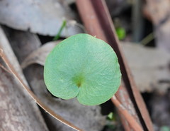 Corybas diemenicus
