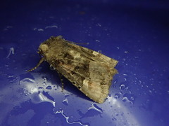 Euplexia koreaeplexia