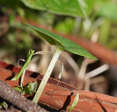 Corybas diemenicus