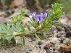 Psoralea pungens