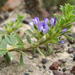 Psoralea pungens - Photo 由 Nick Helme 所上傳的 (c) Nick Helme，保留部份權利CC BY-SA