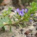 Psoralea pungens - Photo (c) Nick Helme, algunos derechos reservados (CC BY-SA), subido por Nick Helme