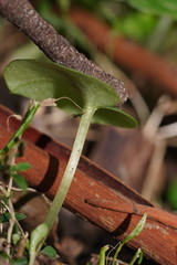 Corybas diemenicus