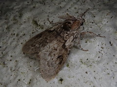 Calliteara argentata