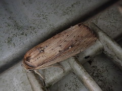 Mythimna sicula striata