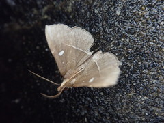 Cidariplura gladiata