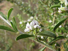 Psoralea spissa