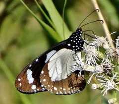 Amauris ochlea ochlea