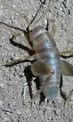 Ceuthophilus hesperus