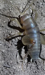 Ceuthophilus hesperus