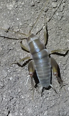 Ceuthophilus hesperus