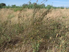 Psoralea uncinata