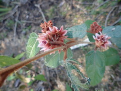Lasiopetalum macrophyllum