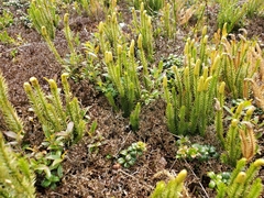 Lycopodium lagopus