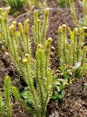 Lycopodium lagopus
