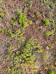 Lycopodium lagopus