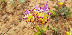Lachenalia framesii