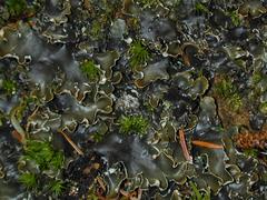 Peltigera horizontalis