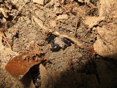 Broteochactas nitidus