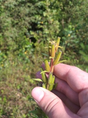 Oenothera rubricaulis