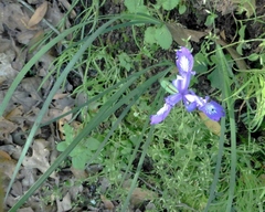 Iris macrosiphon