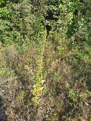 Oenothera rubricaulis