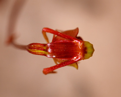 Caleana terminalis