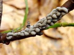 Polyschismium chailletii