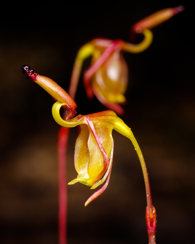 Caleana terminalis