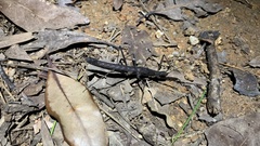 Neohirasea