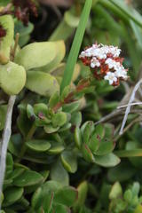 Crassula rubricaulis