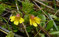 Euphrasia cockayneana
