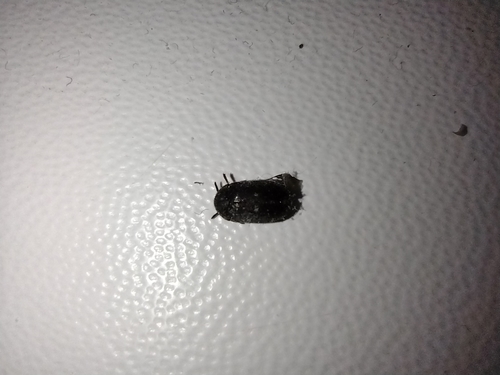 kožiar škvrnitý (Attagenus pellio)