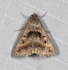 Acantholipes trajecta