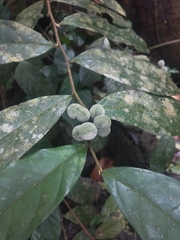 Dichapetalum gelonioides