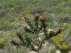 Phylica greyi