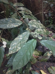 Dichapetalum gelonioides