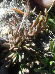 Erepsia esterhuyseniae