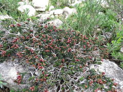 Phylica greyi