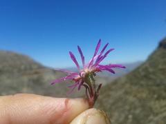 Erepsia esterhuyseniae