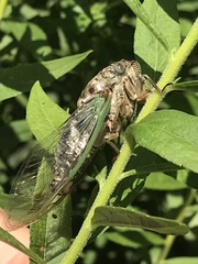 Neotibicen