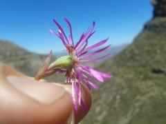 Erepsia esterhuyseniae