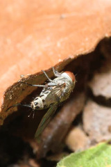Taxigramma