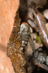 Taxigramma