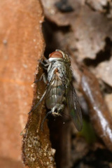 Taxigramma