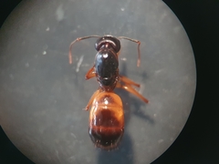 Camponotus sanctus