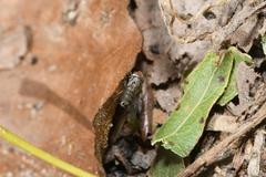Taxigramma