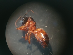 Camponotus sanctus