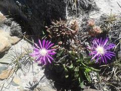 Erepsia esterhuyseniae