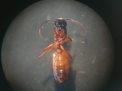 Camponotus sanctus